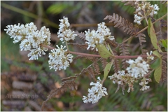 Wendlandia thyrsoidea